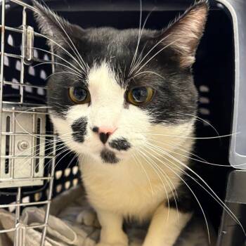 Mr. Bentley -  Domestic Short Hair Cat for Adoption in Cumming, Georgia - Mr. Bentley | PetCurious