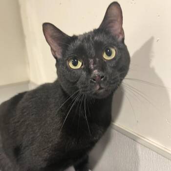 Shadow 2 -  Domestic Short Hair Cat for Adoption in Tampa, Florida - Shadow 2 | PetCurious