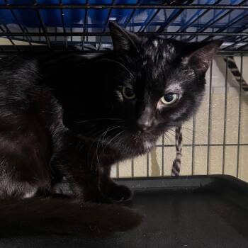 Domestic Short Hair Cats Available for Adoption - BEN | PetCurious