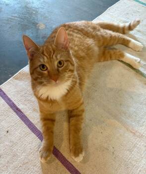 Rescue American Shorthair Cats for Adoption in Colmar, Pennsylvania - Tweety | PetCurious