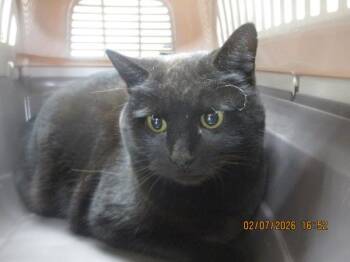 Domestic Short Hair Cats Available for Adoption - Simon(662) | PetCurious