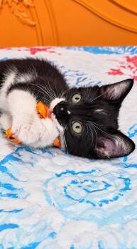 Snoopy -  Domestic Medium Hair Cat for Adoption in Long Beach, California - Snoopy | PetCurious