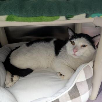 Domestic Short Hair Cats Available for Adoption in Detroit Lakes, Minnesota - Skiff | PetCurious
