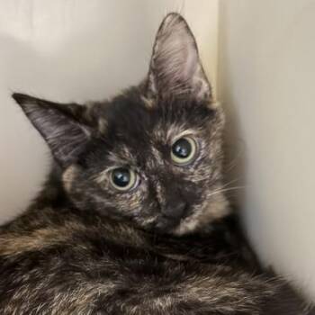 Marble -  Domestic Short Hair Cat for Adoption in Lansing, Michigan - Marble | PetCurious