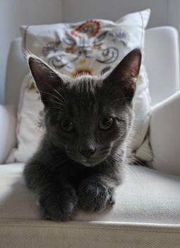 Toby -  Domestic Short Hair Cat for Adoption in Wakefield, Quebec - Toby | PetCurious