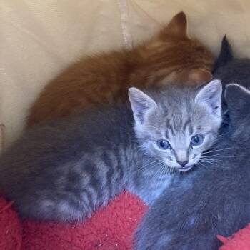 Katrina -  Domestic Short Hair Cat for Adoption in Galveston, Texas - Katrina | PetCurious