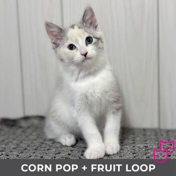 Corn Pop (bonded with Froot Loop) -  Domestic Short Hair Cat for Adoption in Toronto, Ontario - Corn Pop (bonded With Froot Loop) | PetCurious