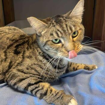 Domestic Short Hair Cats Available for Adoption in Hemet, California - Rose | PetCurious