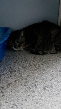 Domestic Short Hair Cats Available for Adoption - Tabatha | PetCurious