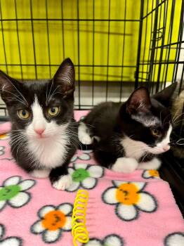 Ducky and Petrie -  Tuxedo and Domestic Short Hair Cat for Adoption in Walnut Creek, California - Ducky And Petrie | PetCurious