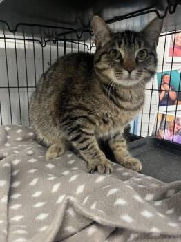 Domestic Short Hair Cats Available for Adoption in Palmetto, Florida - SULU | PetCurious