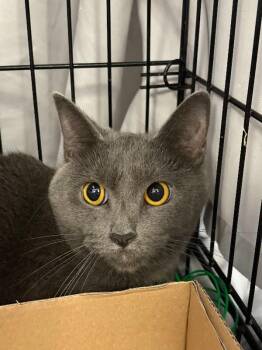 Joelle -  Domestic Short Hair Cat for Adoption in Cincinnati, Ohio - Joelle | PetCurious