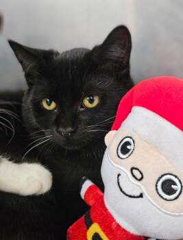 Rescue Domestic Short Hair Cats for Adoption in Pomona, New York - Jim Hopper | PetCurious