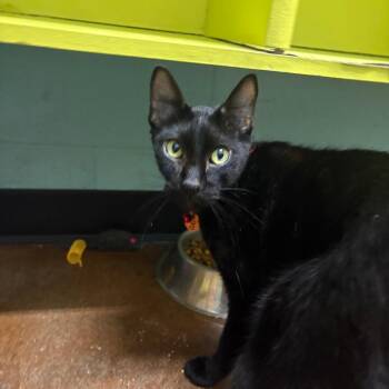 Cuda -  Domestic Short Hair Cat for Adoption in Springfield, Missouri - Cuda | PetCurious