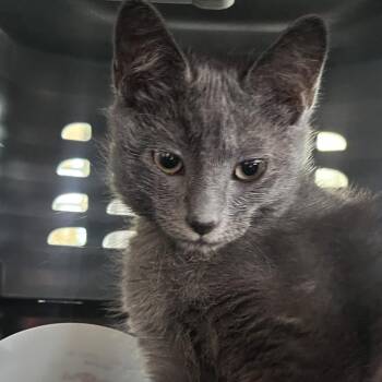 Wynona -  Domestic Short Hair Cat for Adoption in Leander, Texas - Wynona | PetCurious