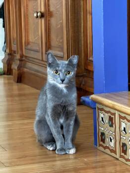 Circe -  Domestic Short Hair Cat for Adoption in San Jose, California - Circe | PetCurious