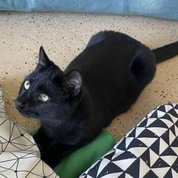 Domestic Short Hair Cats Available for Adoption - Lacie | PetCurious
