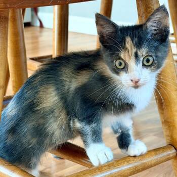 Matilda -  Domestic Short Hair Cat for Adoption in Santa Rosa, California - Matilda | PetCurious