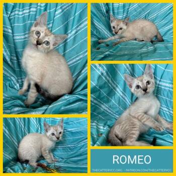 Romeo -  Siamese Cat for Adoption in Corpus Christi, Texas - Romeo | PetCurious