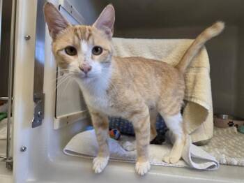 TOFFEE -  Domestic Short Hair Cat for Adoption in Salinas, California - TOFFEE | PetCurious