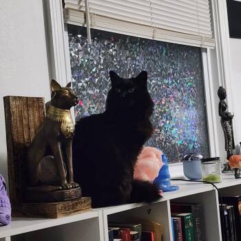 Kali -  Domestic Short Hair Cat for Adoption in West Palm Beach, Florida - Kali | PetCurious