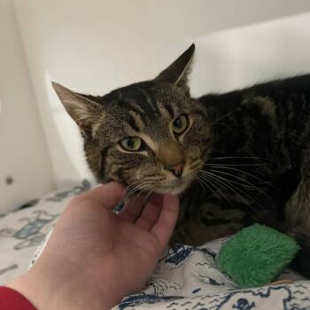 Domestic Short Hair and Tabby Cats Available for Adoption - Grover | PetCurious