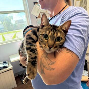 Sangria -  Bengal Cat for Adoption in Port Richey, Florida - Sangria | PetCurious