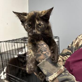 Violet -  Domestic Short Hair Cat for Adoption in Birmingham, Alabama - Violet | PetCurious