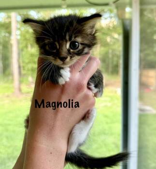 Magnolia -  Domestic Short Hair and American Shorthair Cat for Adoption in St. Augustine, Florida - Magnolia | PetCurious