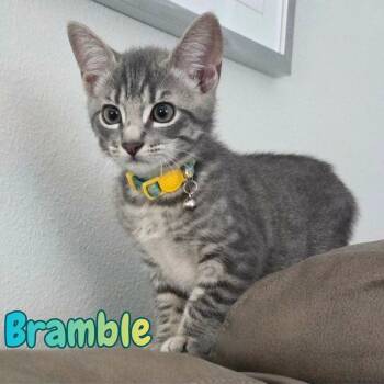 Bramble -Adorable Kitten- -  Domestic Short Hair Cat for Adoption in Riverview, Florida - Bramble -Adorable Kitten- | PetCurious