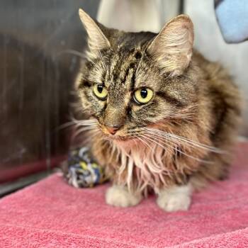 Ginger -  Domestic Medium Hair Cat for Adoption in Austin, Texas - Ginger | PetCurious