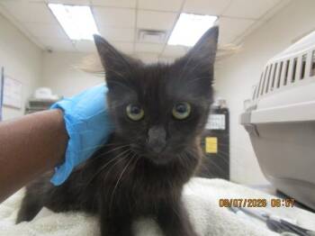 Meowdeline(689) -  Domestic Long Hair Cat for Adoption in Marietta, Georgia - Meowdeline(689) | PetCurious