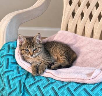 Toots -  Tabby Cat for Adoption in Pickerington, Ohio - Toots | PetCurious