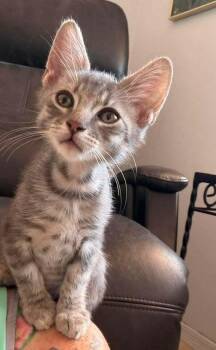 Stevie Ray Vaughn -  Domestic Short Hair Cat for Adoption in Tucson, Arizona - Stevie Ray Vaughn | PetCurious
