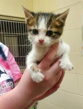 PROFESSOR -  Domestic Short Hair Cat for Adoption in St. Louis, Missouri - PROFESSOR | PetCurious