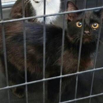 Calcifer -  Domestic Medium Hair Cat for Adoption in Edmond, Oklahoma - Calcifer | PetCurious