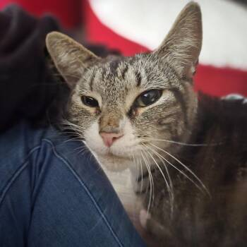 Marie Curie -  Domestic Short Hair Cat for Adoption in Enfield, New Hampshire - Marie Curie | PetCurious