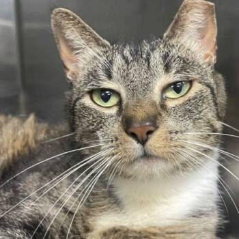 Rescue Domestic Short Hair Cats for Adoption in New York, New York - Ruby | PetCurious