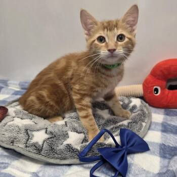Carter -  Domestic Short Hair Cat for Adoption in Fort Wayne, Indiana - Carter | PetCurious