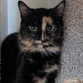 Miranda (Mamma) -  Domestic Short Hair Cat for Adoption in Shippenville, Pennsylvania - Miranda (Mamma) | PetCurious