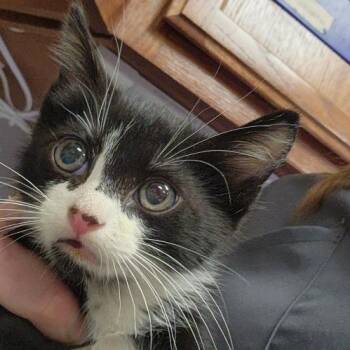 Domestic Short Hair Cats Available for Adoption in Tupelo, Mississippi - Nugget - 051203U | PetCurious