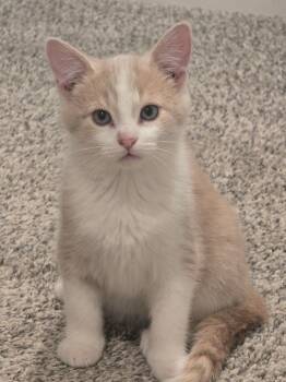 Domestic Short Hair Cats Available for Adoption - Rusty | PetCurious