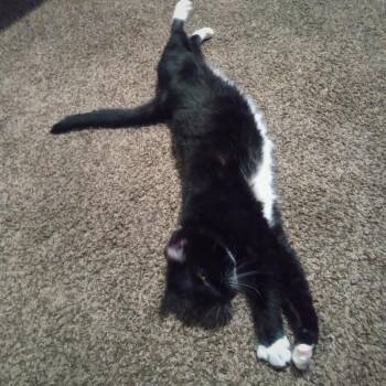 Oreo -  Domestic Short Hair Cat for Adoption in Las Vegas, Nevada - Oreo | PetCurious