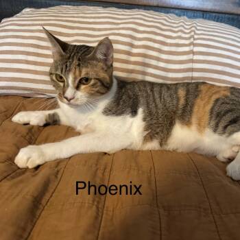 Rescue Domestic Short Hair Cats for Adoption in Austin, Texas - Phoenix LH | PetCurious