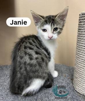 Janie -  Domestic Short Hair Cat for Adoption in Huntsville, Ontario - Janie | PetCurious