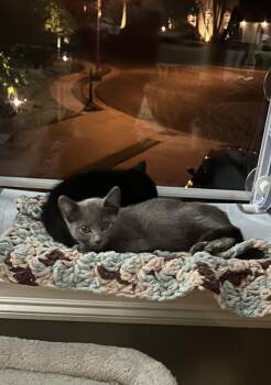 Rescue Domestic Short Hair Cats for Adoption in Murfreesboro, Tennessee - Hazel | PetCurious