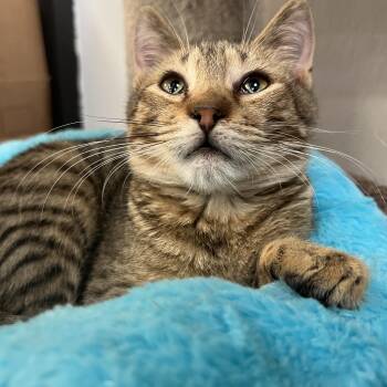 Domestic Short Hair Cats Available for Adoption - Jasper | PetCurious