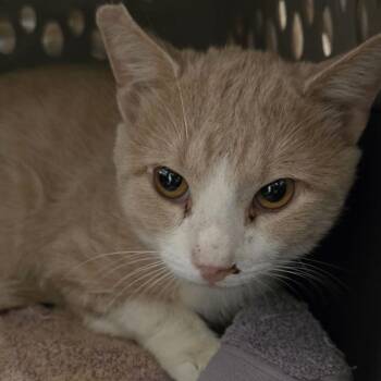 Box Office -  Domestic Short Hair Cat for Adoption in Austin, Texas - Box Office | PetCurious