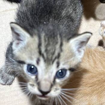 Cianna -  Domestic Short Hair Cat Available for Adoption in Tampa, Florida - Cianna | PetCurious