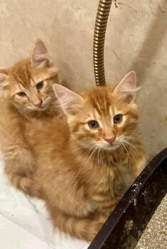 Nacho -  Maine Coon and Domestic Medium Hair Cat for Adoption in Phoenix, Arizona - Nacho | PetCurious